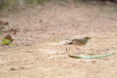 Ammodramus aurifrons