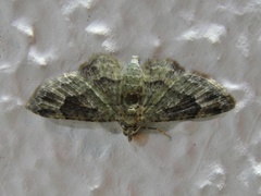 Calluga costalis