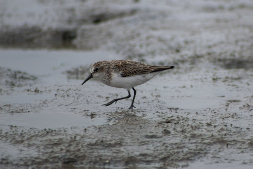 Correlimos semipalmeado (Calidris pusilla)