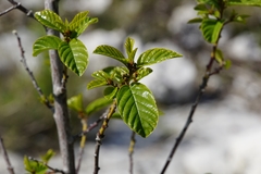 Frangula rupestris