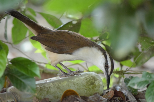 Bicolored Wren