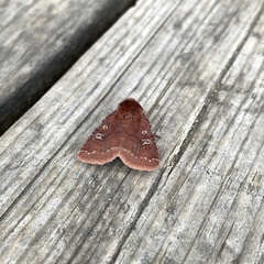 Cerastis tenebrifera