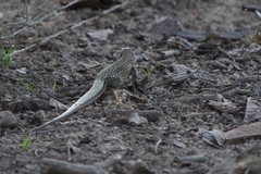 Ameiva
