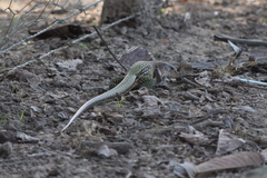 Ameiva