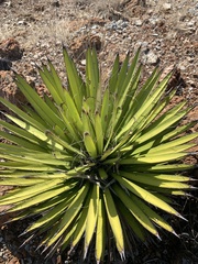 Agave filifera