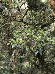 Viburnum arboricolum