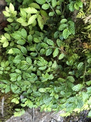 Elatostema parvum