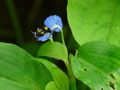 Commelina forskaolii