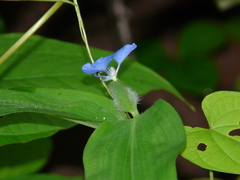 Commelina forskaolii