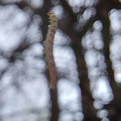 Parallelia bistriaris
