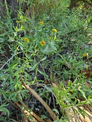 Borrichia frutescens image