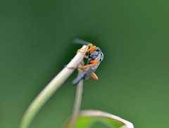 Limerodops elongatus