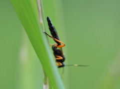 Limerodops elongatus