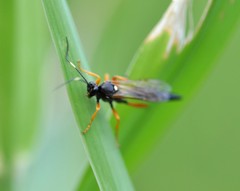 Limerodops elongatus
