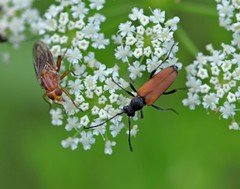 Hammerschmidtia