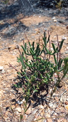 Drosanthemum lavisii