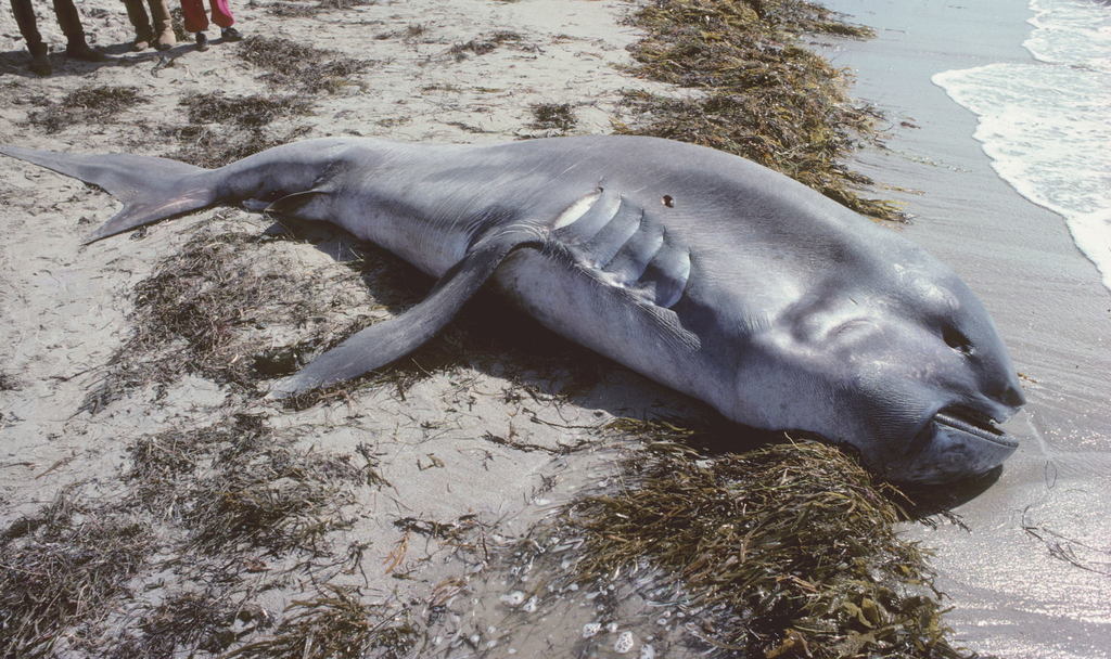 Megamouth shark - Wikipedia