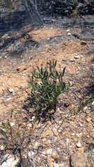 Drosanthemum lavisii