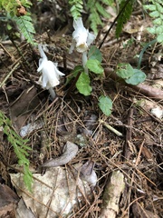 Monotropastrum humile glaberrimum