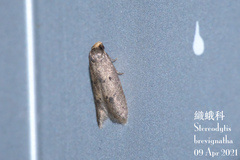 Stereodytis brevignatha