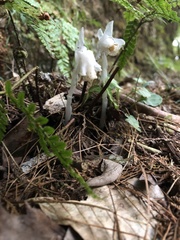 Monotropastrum humile glaberrimum