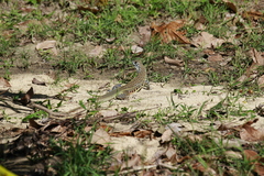Leiolepis belliana