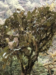 Sinopanax formosanus