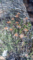 Drosanthemum lavisii