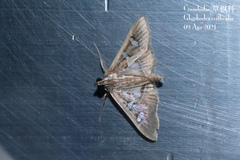 Glyphodes crithealis