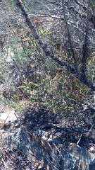 Drosanthemum lavisii