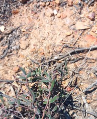 Drosanthemum lavisii
