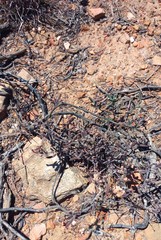 Drosanthemum lavisii