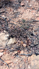Drosanthemum lavisii