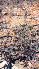 Drosanthemum lavisii