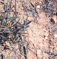 Drosanthemum lavisii