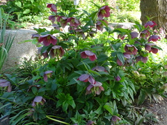 Helleborus purpurascens