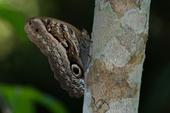 Caligo arisbe