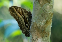 Caligo arisbe