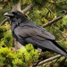 Common Raven - Photo (c) arbyreed, some rights reserved (CC BY-NC-SA)