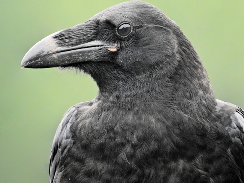 Foto de Northern Raven