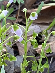 Claytonia virginica