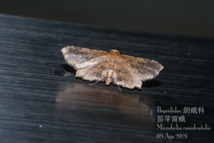 Microbelia canidentalis