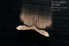 Microbelia canidentalis