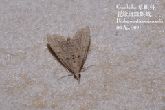 Diplopseustis perieresalis