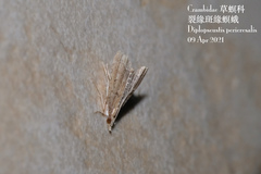 Diplopseustis perieresalis