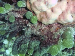 Tydemania expeditionis