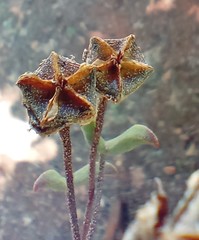 Drosanthemum lavisii