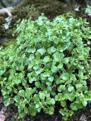 Pilea peploides major
