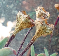 Drosanthemum lavisii