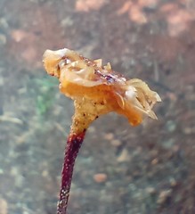 Drosanthemum lavisii
